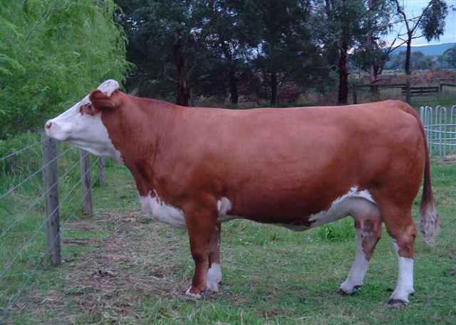 Exquisite outstanding example of the breed. Easy doing, fertile, functional, high performance. Sired by the Legend himself, Kelly View Paul out of Munga Park Hettah.