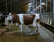 FleckviehSimmental Holstein F1 >100,000kg